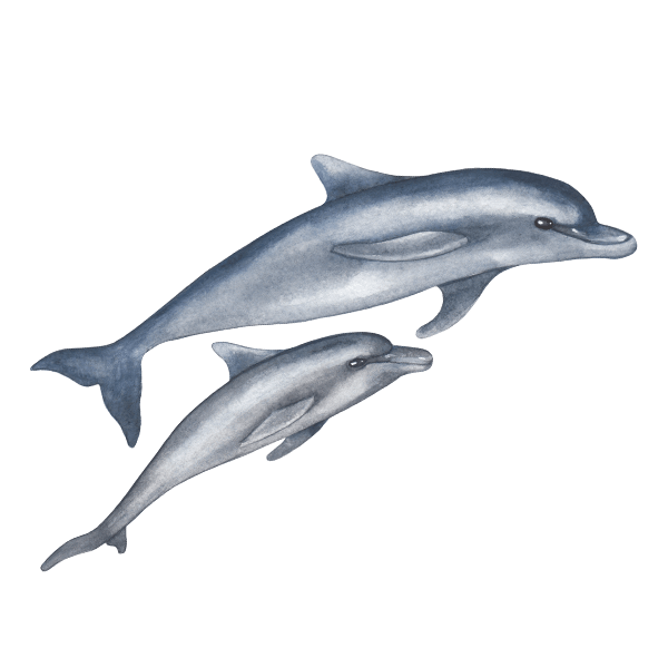 Wall Stickers: Dolphins