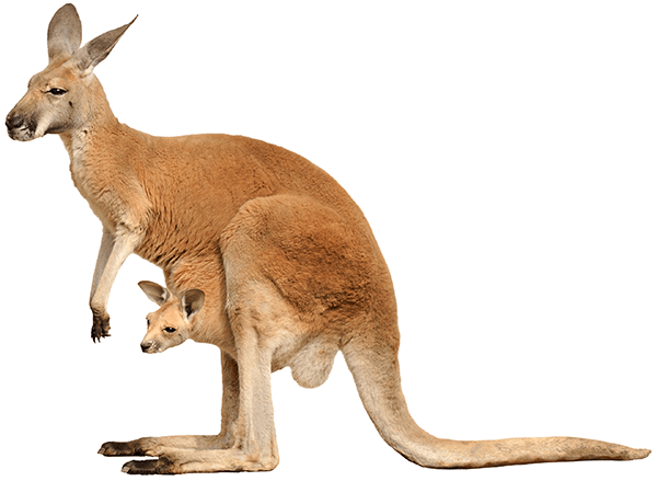 Wall Stickers: Kangaroo