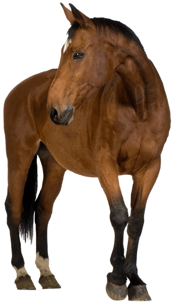 Wall Stickers: Brown horse