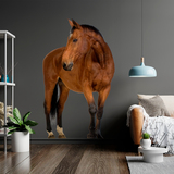 Wall Stickers: Brown horse 3