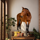 Wall Stickers: Brown horse 5