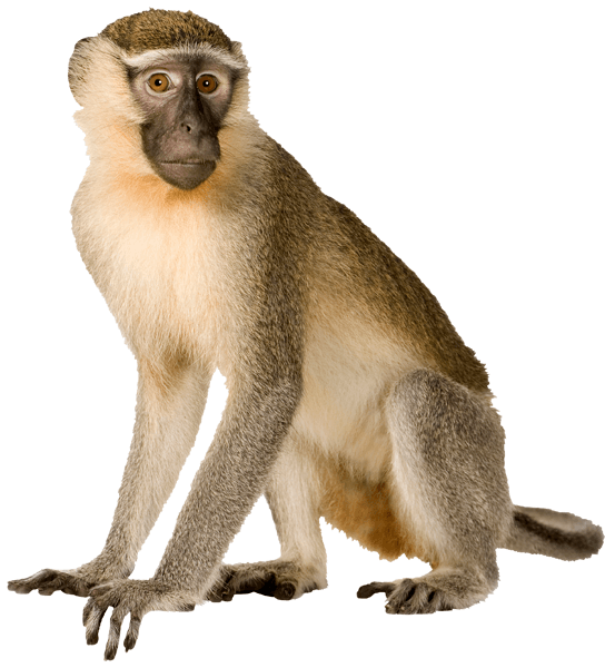 Wall Stickers: Macaque