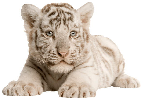 Wall Stickers: White Tiger Cub