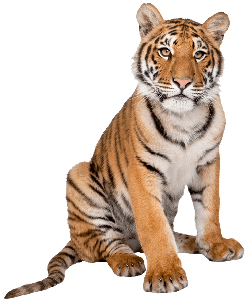 Wall Stickers: Young Siberian tiger