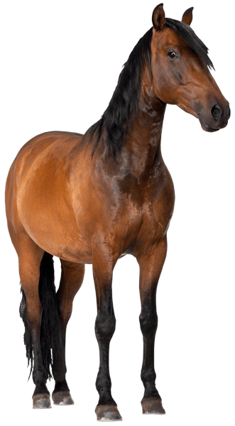 Wall Stickers: Pure blood horse