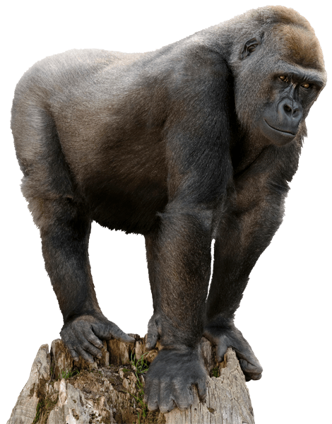 Wall Stickers: Gorilla