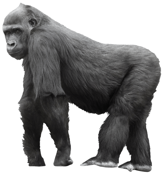 Wall Stickers: Gorilla walking