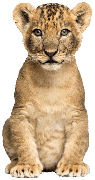 Wall Stickers: Lion cub