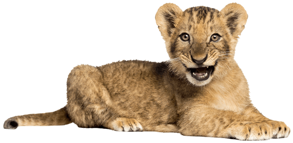 Wall Stickers: Lion cub roaring