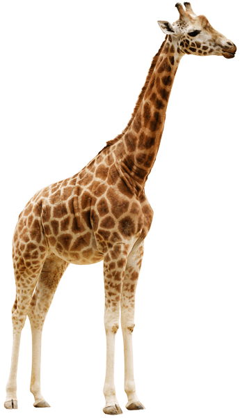 Wall Stickers: Giraffe