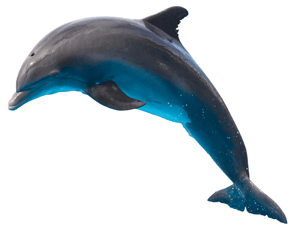 Wall Stickers: Dolphin