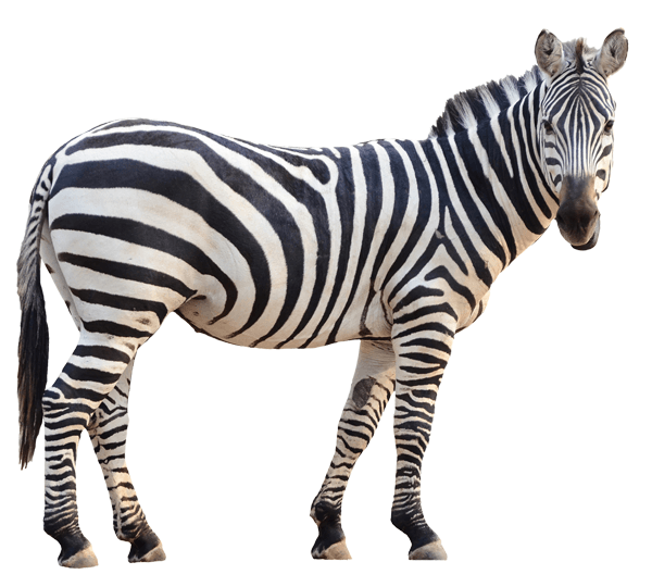 Wall Stickers: Zebra vigilant