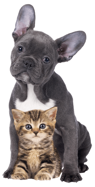 Wall Stickers: Puppies