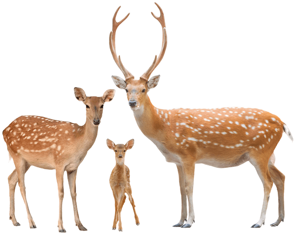 Wall Stickers: Deer family