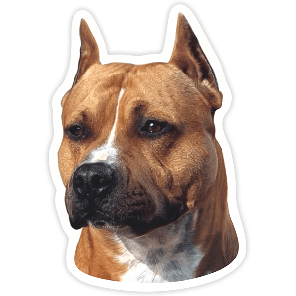 Car & Motorbike Stickers: American Staffordshire Terrier