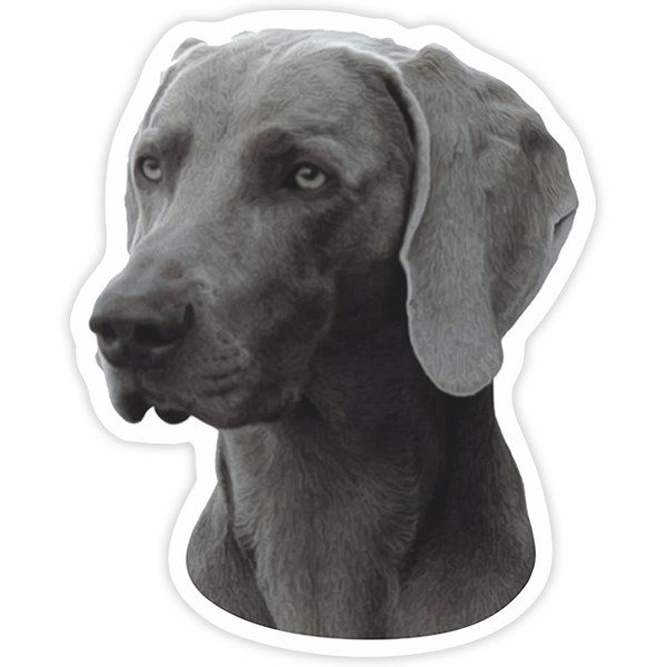 Car & Motorbike Stickers: Weimaraner