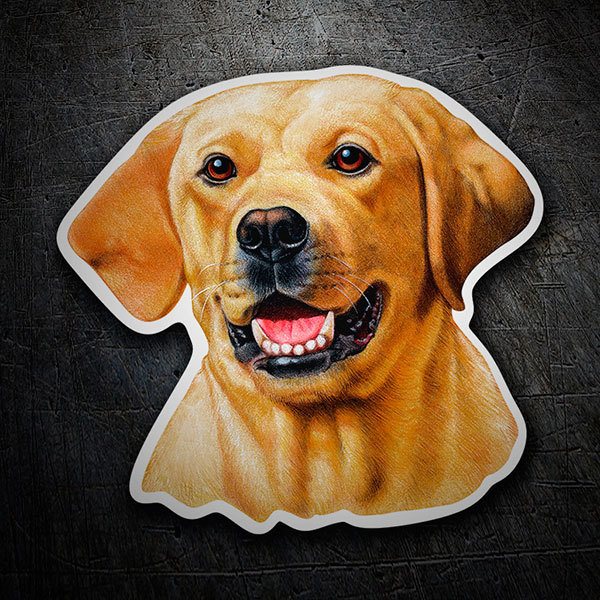 Car & Motorbike Stickers: Sticker Labrador Retriever yellow