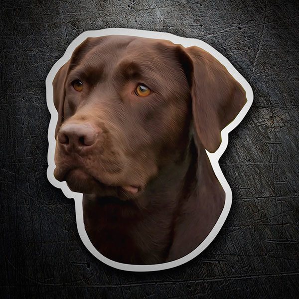 Car & Motorbike Stickers: Labrador Retriever Chocolate
