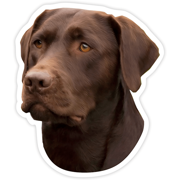 Car & Motorbike Stickers: Chocolate Labrador