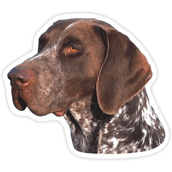 Car & Motorbike Stickers: German Shorthaired Pointer