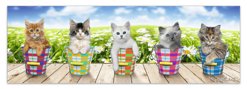 Wall Stickers: Adhesive poster of 5 kittens