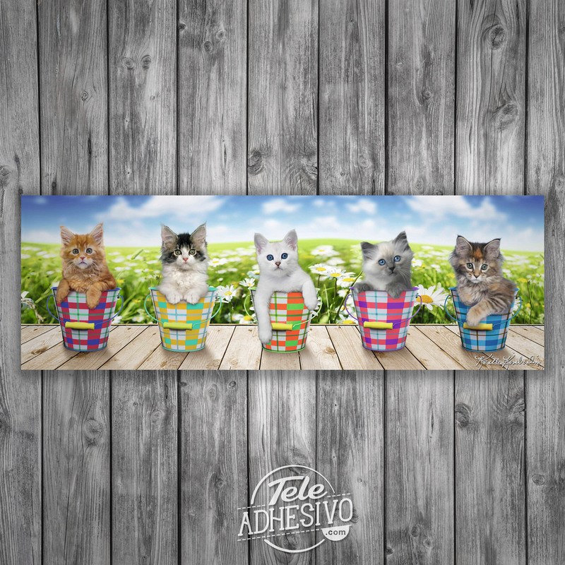 Wall Stickers: Adhesive poster of 5 kittens
