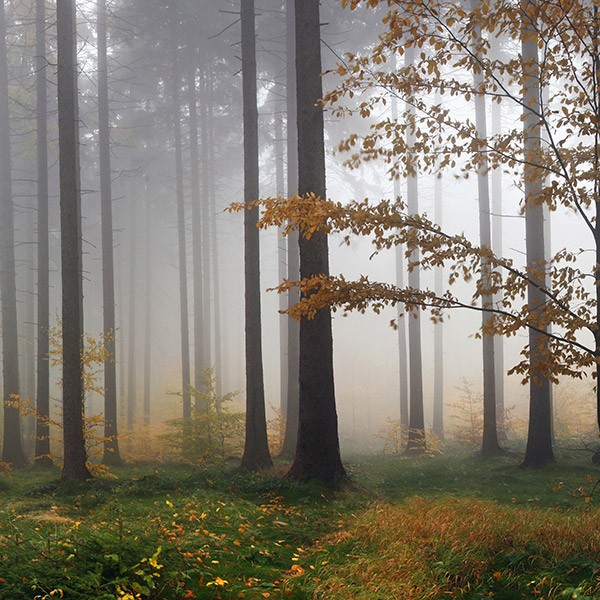 Wall Stickers: Fog in the forest