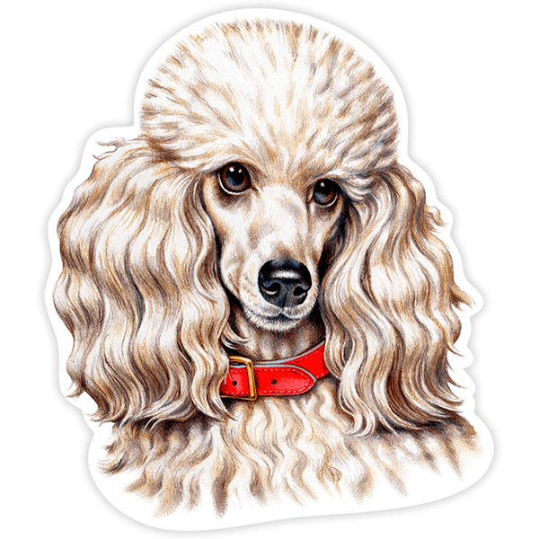 Car & Motorbike Stickers: Poodle