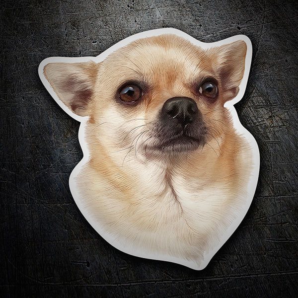 Car & Motorbike Stickers: Male Chihuahua