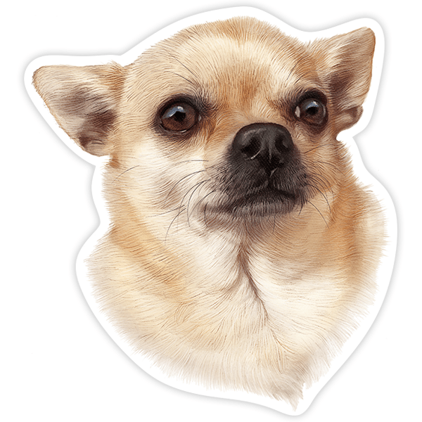 Car & Motorbike Stickers: Male Chihuahua