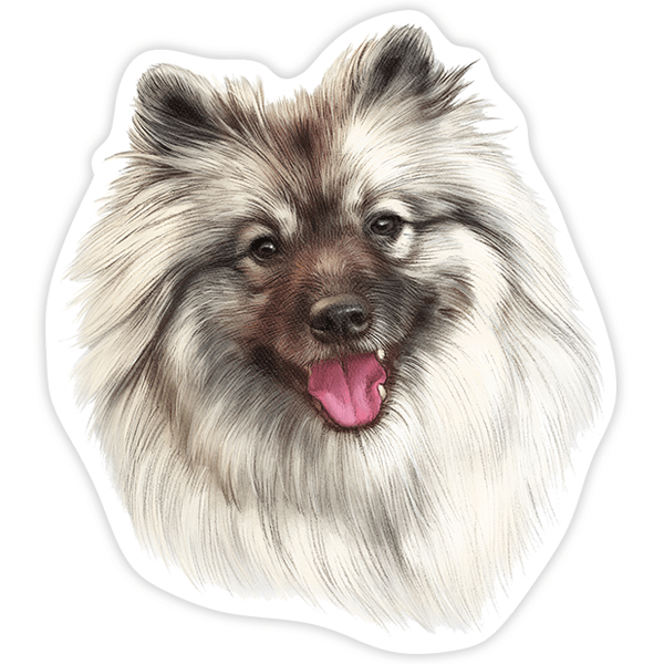 Car & Motorbike Stickers: Pomeranian Spitz