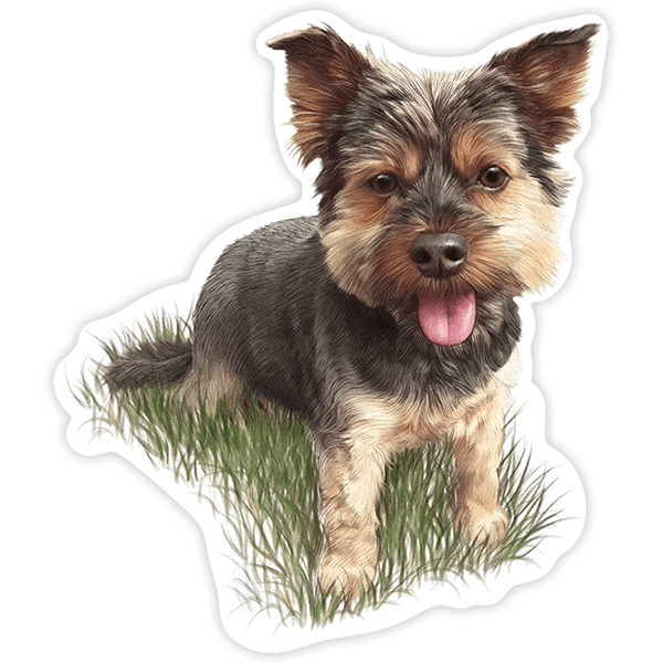 Car & Motorbike Stickers: Playful Yorkie