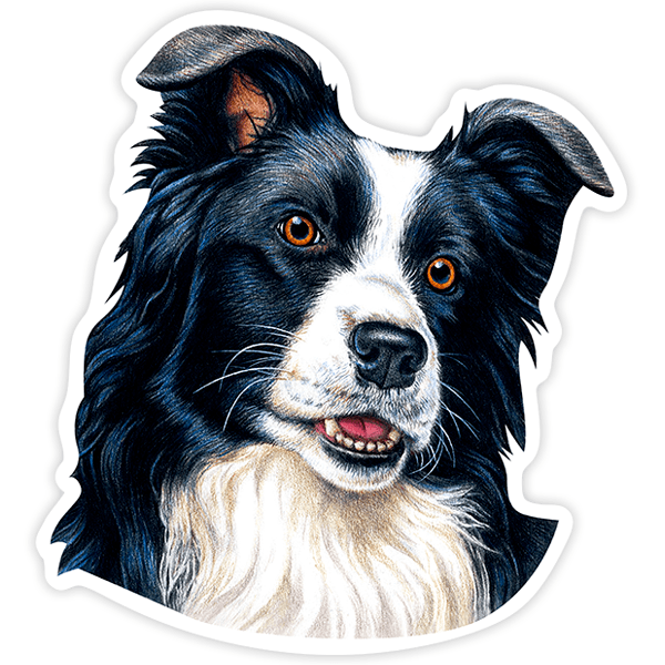 Car & Motorbike Stickers: Border Collie