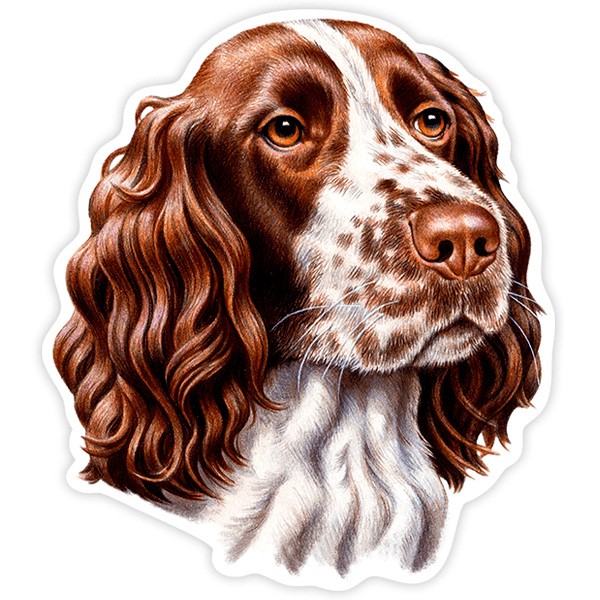 Car & Motorbike Stickers: English Springer Spaniel