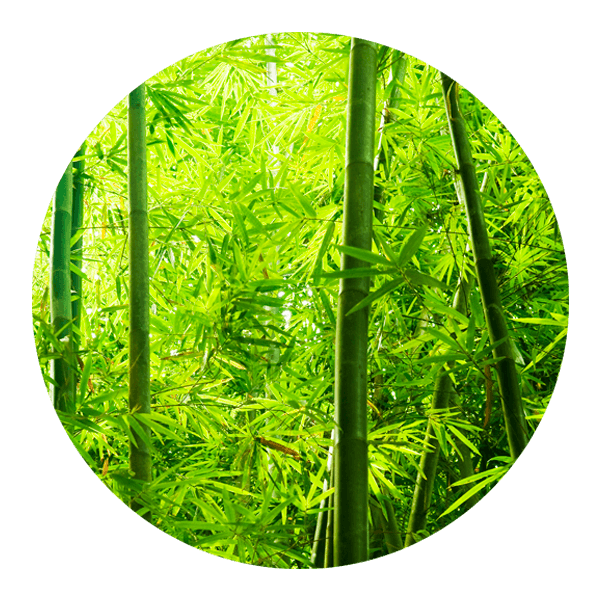 Wall Stickers: Bamboo Forest