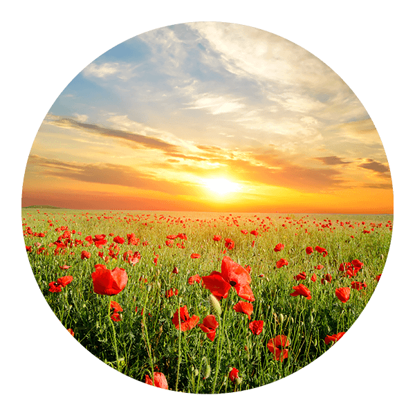 Wall Stickers: Sunset in a Poppy Field