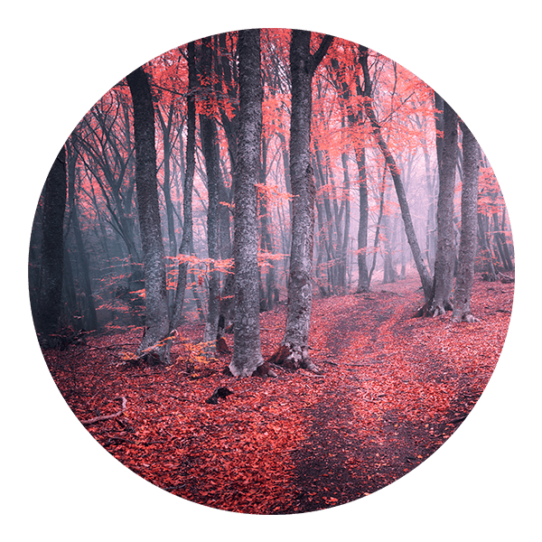 Wall Stickers: Red Forest