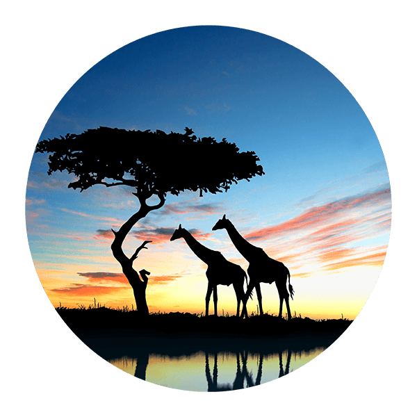 Wall Stickers: Giraffe Shadows