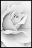 Wall Stickers: Picture White Rose 3