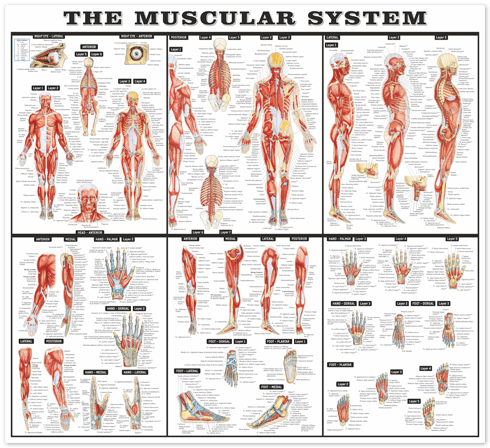 Wall Stickers: The muscular system