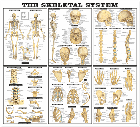 Wall Stickers: The skeletal system