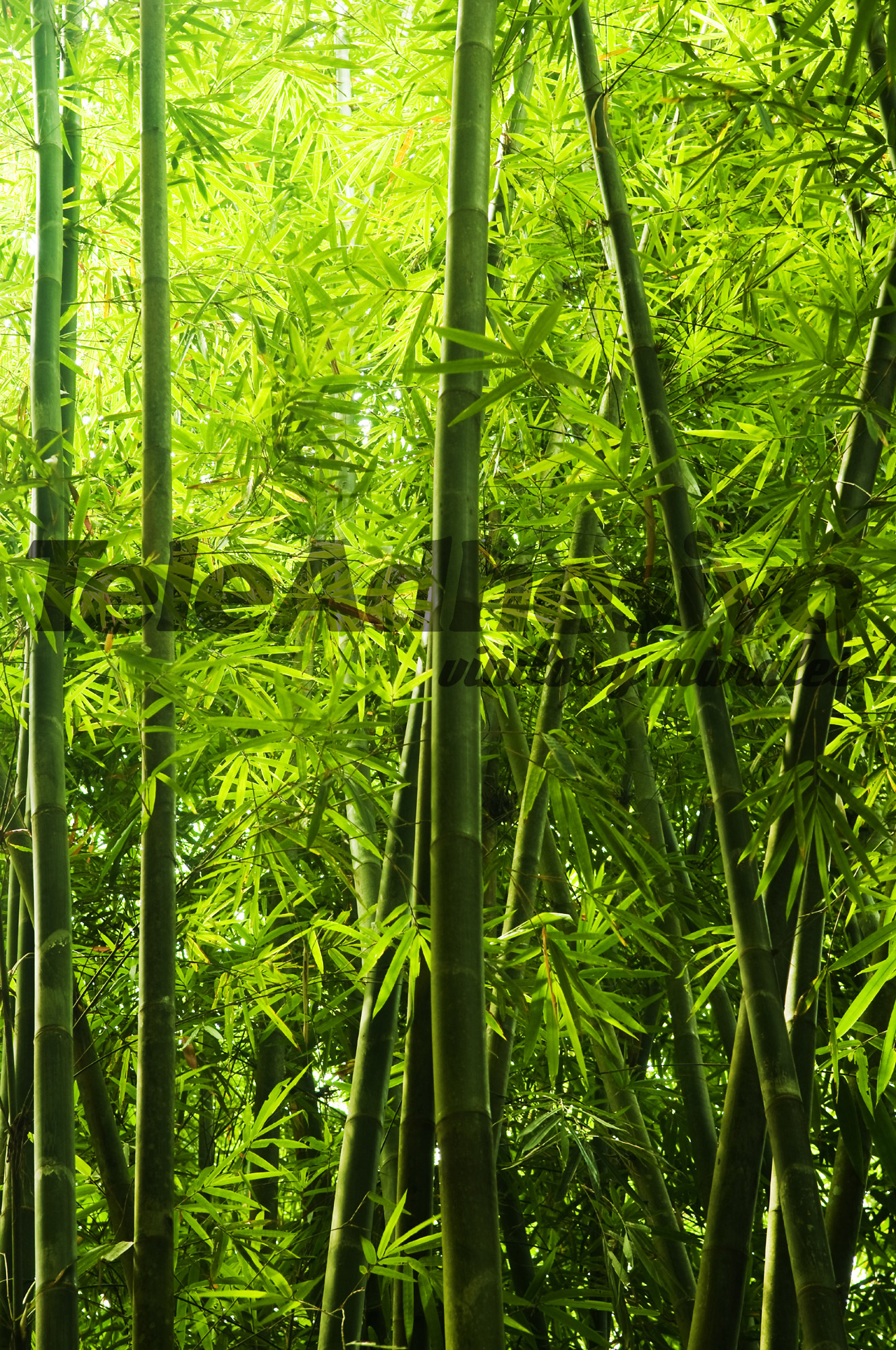 Wall Murals: Bamboo