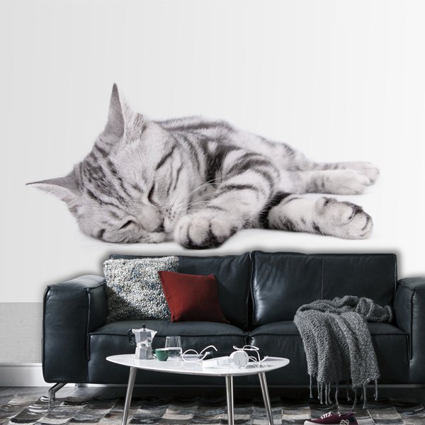 Wall Murals: Sleeping cat