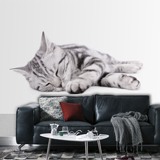 Wall Murals: Sleeping cat 3