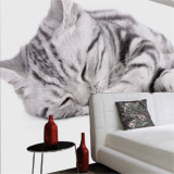 Wall Murals: Sleeping cat 5