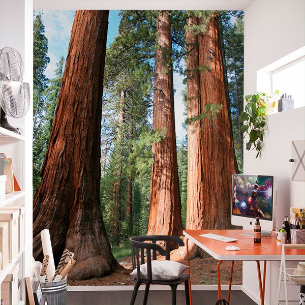 Wall Murals: Sequoia Forest