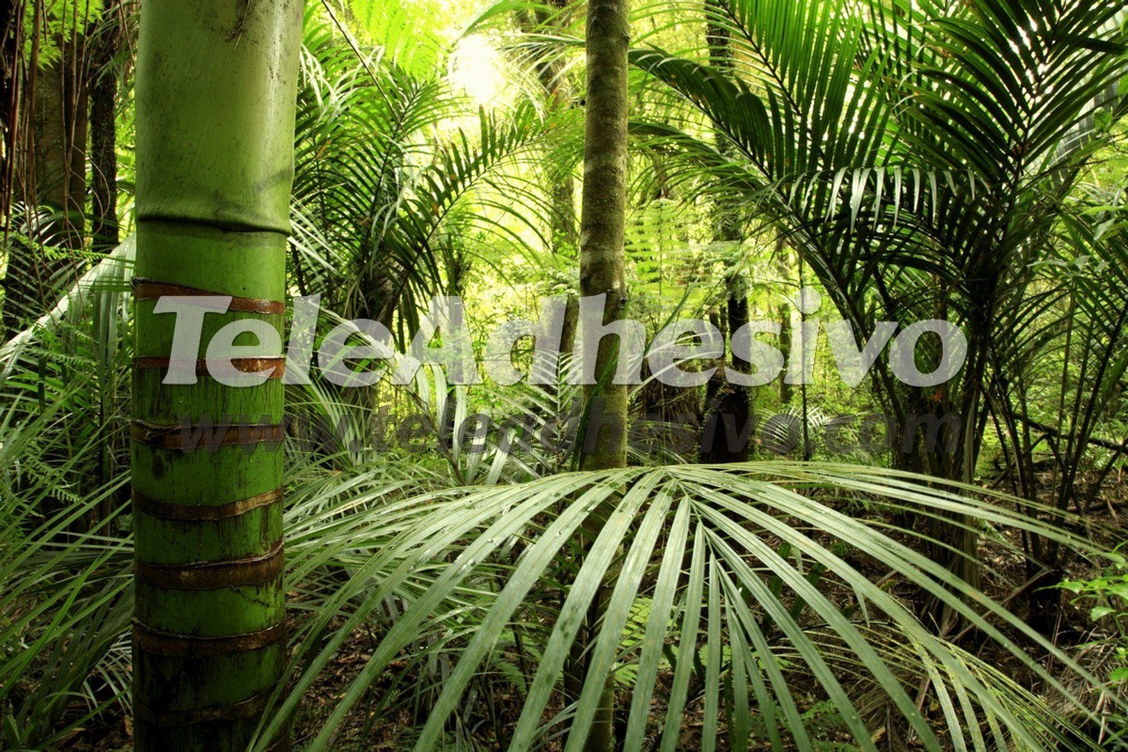 Trending Jungle Wall Mural - Patio Design #914