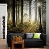 Wall Murals: Mysterious forest 3