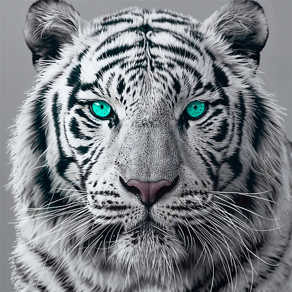 Wall Murals: White Tiger