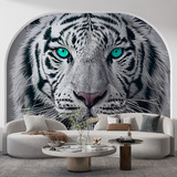 Wall Murals: White Tiger 4